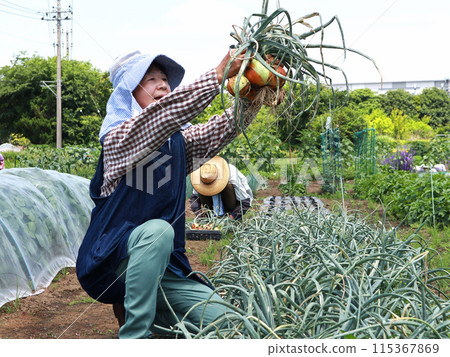 Senior couple harvesting onions Senior couple harvesting onions 115367869