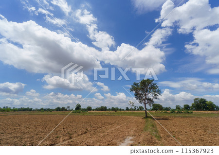 Thai countryside and blue sky (fields in Isan region) Thai countryside and blue sky (fields in Isan region) 115367923