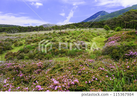 鮮綠的蝦野高原，杜鵑花盛開 115367984