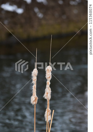 Fluffy river cattails Fluffy river cattails 115368074