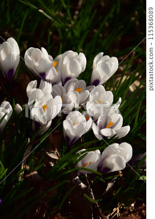 Densely blooming white crocuses Densely blooming white crocuses 115368089