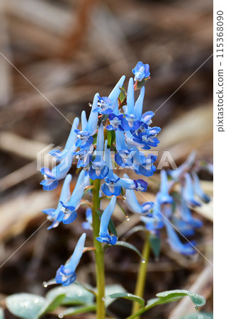 Corydalis ambigua blooming in the shade Corydalis ambigua blooming in the shade 115368090