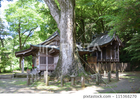Shimotsuke Hachiman Shrine and the large zelkova tree 115368270