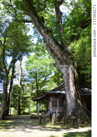 下野八幡神社/大櫸樹 下野八幡神社/大櫸樹 115368271