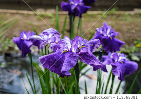 Iris at Shobunuma Park in Tokyo 115368381