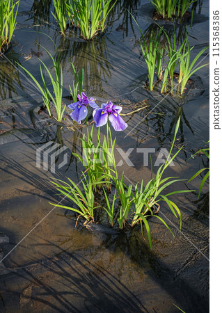 東京書沼公園花鳶尾 115368386