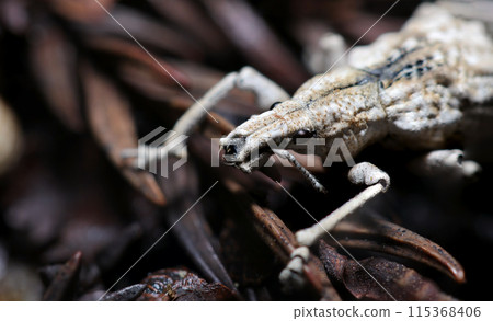 Portrait of a small white weevil on dead leaves in the forest (natural light & strobe macro lens close-up) 115368406