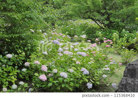 Hydrangea at Chishaku-in Temple, Kyoto 115368410