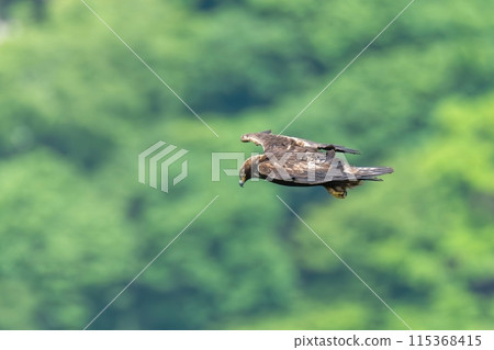 Golden eagle flying calmly looking for prey on the greenback 115368415