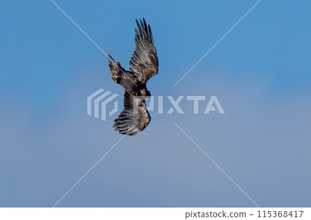 A golden eagle during the breeding season swooping down on prey A golden eagle during the breeding season swooping down on prey 115368417