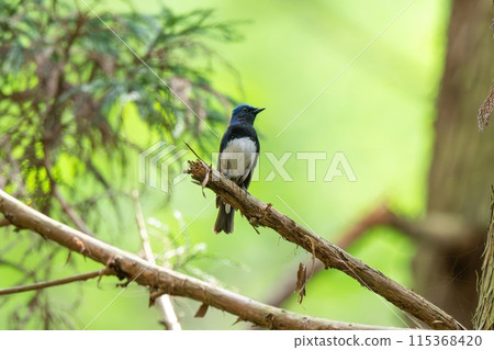 奧魯里以新鮮的綠色植物為背景，放鬆身心 115368420