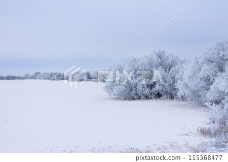 Beautiful winter country scene of a field along the wood covered with white snow, silent blue sky. 115368477