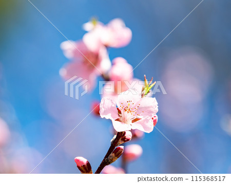 Spring Ranman Almond Blossoms in Full Bloom 115368517