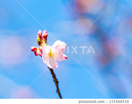 Spring Ranman Almond Blossoms in Full Bloom 115368518