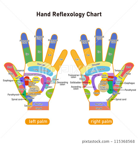 Illustrated illustrations of reflex zones and acupressure points on the palm (English version) 115368568