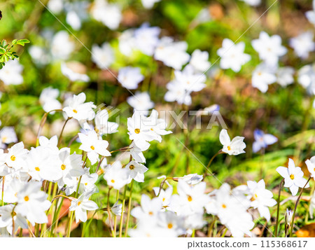 Spring flower bed: cute white flowers in full bloom 115368617