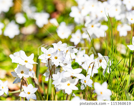 Spring flower bed: cute white flowers in full bloom Spring flower bed: cute white flowers in full bloom 115368619