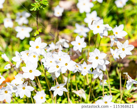 Spring flower bed: cute white flowers in full bloom Spring flower bed: cute white flowers in full bloom 115368621