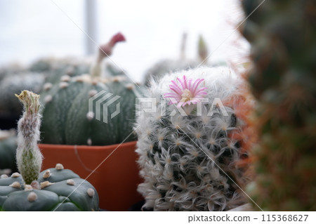 pink flower cactus in the garden 115368627