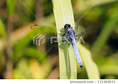 A male large-tailed skimmer resting its wings (natural light + telephoto macro close-up) 115368631
