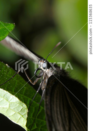 樹蔭下有著美麗黑眼睛的烏鴉燕尾蝴蝶（使用微距鏡頭，自然光，特寫照片） 115368635