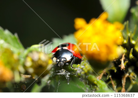 瓢蟲在黃色開花植物上吃蚜蟲（自然光、閃光燈、微距鏡頭特寫） 115368637