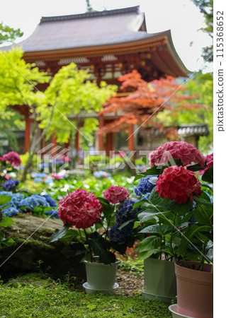 室生寺及繡球花 115368652