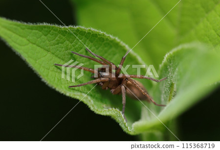 A brown tiger eagle spider hiding in grass leaves (natural light macro close-up) 115368719