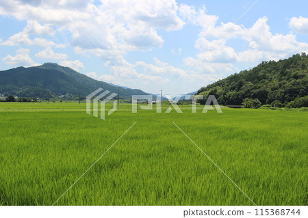 Summer rural scenery: Sasayama rice fields 115368744