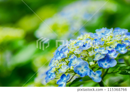 bright blue hydrangea 115368766