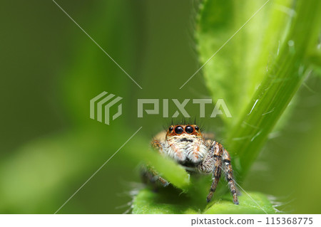 小巧可愛的貓飛蜘蛛（自然光+頻閃微距鏡頭特寫） 115368775