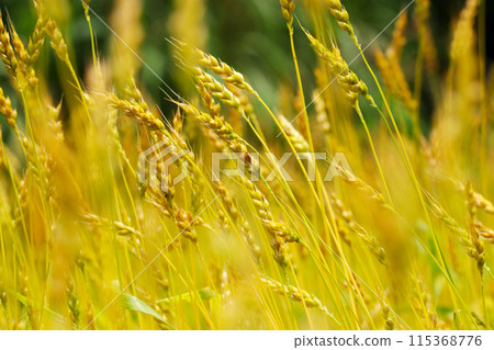 "A ripe wheat field" - a brightly colored, retouched image. 115368776