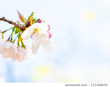春天來了，美麗的櫻花盛開，神崎大島櫻花 115368839