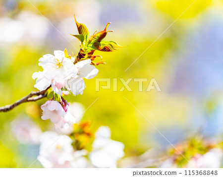 春天來了,美麗的櫻花盛開,神崎大島櫻花 春天來了,美麗的櫻花盛開,神崎大島櫻花 115368848