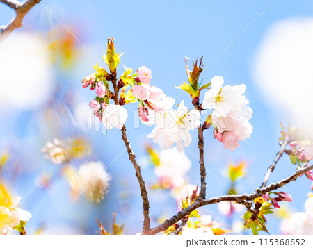 Spring is here: Beautiful cherry blossoms in full bloom, Kanzaki Oshima cherry blossoms Spring is here: Beautiful cherry blossoms in full bloom, Kanzaki Oshima cherry blossoms 115368852