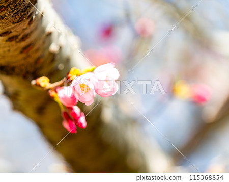 Spring is here: Beautiful cherry blossoms in full bloom, Kanzaki Oshima cherry blossoms 115368854