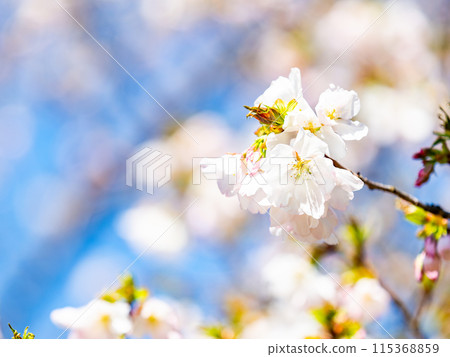 春天來了，美麗的櫻花盛開，神崎大島櫻花 115368859
