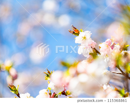 春天來了，美麗的櫻花盛開，神崎大島櫻花 115368861