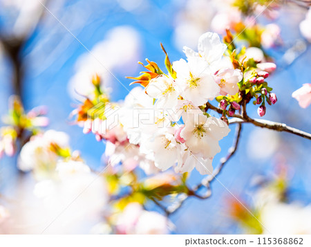 春天來了，美麗的櫻花盛開，神崎大島櫻花 115368862