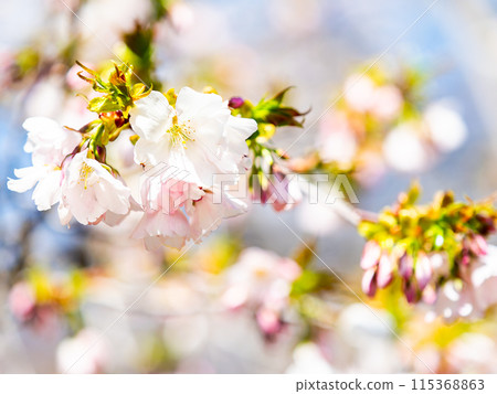 春天來了,美麗的櫻花盛開,神崎大島櫻花 春天來了,美麗的櫻花盛開,神崎大島櫻花 115368863