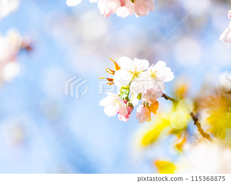 春天來了，美麗的櫻花盛開，神崎大島櫻花 115368875