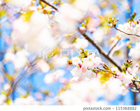 春天來了，美麗的櫻花盛開，神崎大島櫻花 115368882