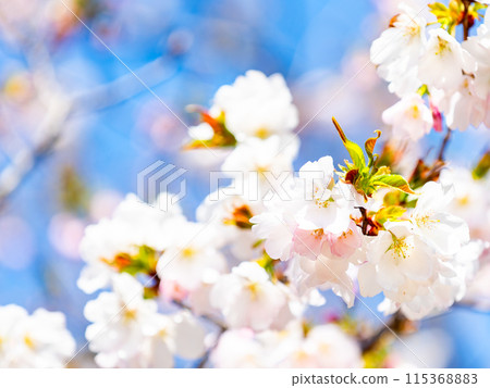 春天來了,美麗的櫻花盛開,神崎大島櫻花 春天來了,美麗的櫻花盛開,神崎大島櫻花 115368883
