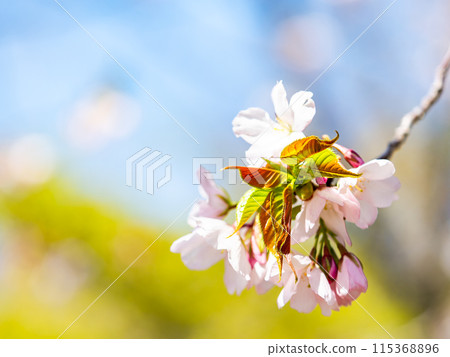 Spring is here: Beautiful cherry blossoms in full bloom, Kanzaki Oshima cherry blossoms 115368896