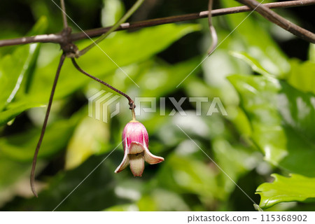 The fleshy, bell-shaped pink flowers of the Japanese Crane growing in a grove (natural light + strobe, macro close-up) 115368902