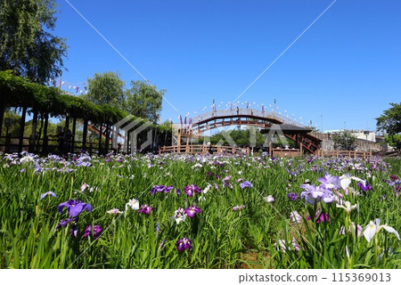 潮來鳶尾花園的鳶尾花盛開的景色 115369013