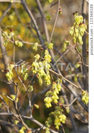 Yellow flowers of Japanese dogwood, March 2023 115369189