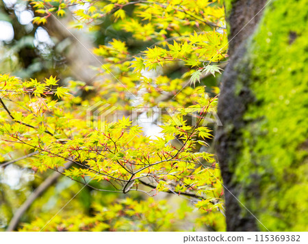 A peaceful spring scene: beautiful young maple leaves 115369382