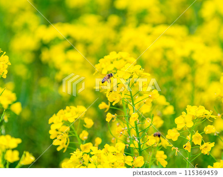 Spring News: A cute honeybee collecting nectar in a field of blooming rapeseed flowers Spring News: A cute honeybee collecting nectar in a field of blooming rapeseed flowers 115369459