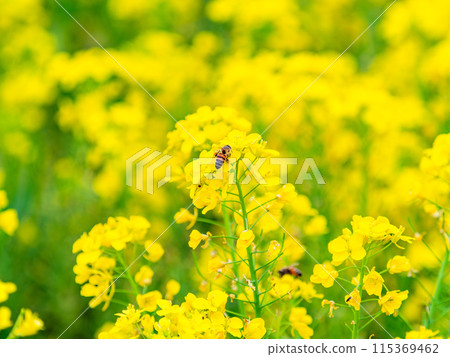 Spring News: A cute honeybee collecting nectar in a field of blooming rapeseed flowers Spring News: A cute honeybee collecting nectar in a field of blooming rapeseed flowers 115369462